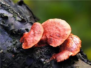 【源宇生物科技】為什么破壁靈芝孢子粉小孩不能吃？